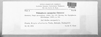 Podosphaera clandestina image